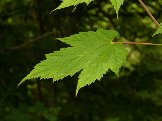 {Acer spicatum}
